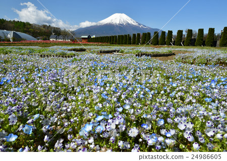 Nemophila領域 - 花公園城市公園 24986605