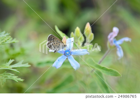 Yamato Shizimi stopping at the flower of the Blue Star 24986765