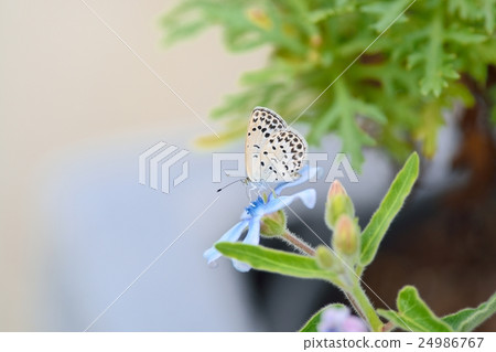 Yamato Shizimi stopping at the flower of the Blue Star 24986767