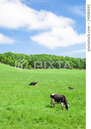 A cow A cow 24986842