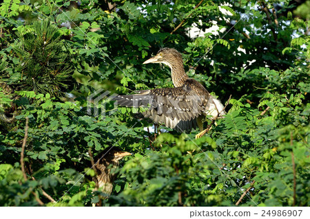 Hoshigoyi (Hillsigi / Young Bird) 24986907