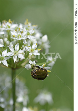 Nila flower and core ohanamuguri Nila flower and core ohanamuguri 24987297