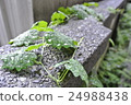 雨季 24988438