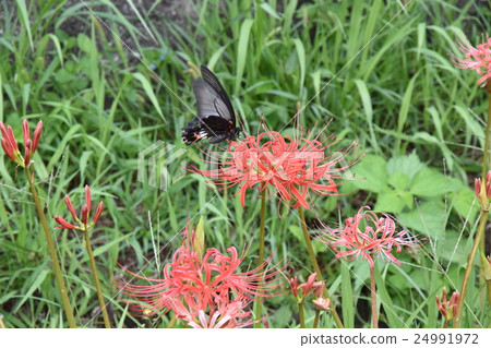 群集孤挺花 24991972