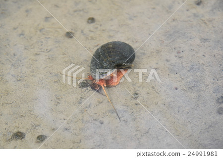 Jumbo Tanishi 24991981