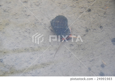 Jumbo Tanishi 24991983