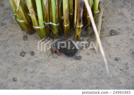 Jumbo Tanishi 24991985