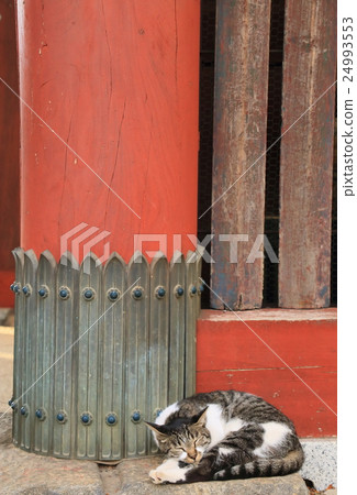 廟貓 廟貓 24993553