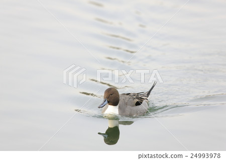 小長鴨 24993978