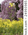 Cherry blossoms and rape blossoms at the battlefield 24993985