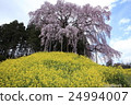 Cherry blossoms and rape blossoms at the battlefield 24994007