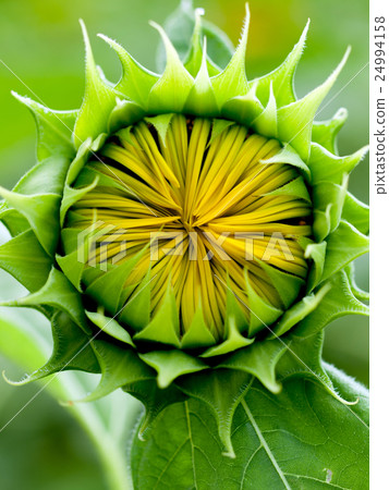 Summer sunflower 24994158