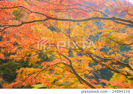 Autumn leaves 24994159
