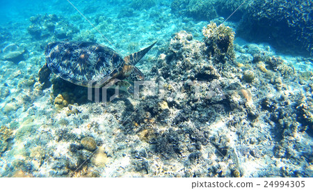 Underwater photography of the Green Sea turtle of Okinawa Tokashiki Island Underwater photography of the Green Sea turtle of Okinawa Tokashiki Island 24994305