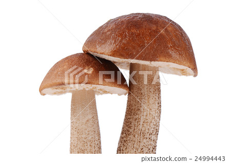 The brown cap boletus isolated on white background 24994443