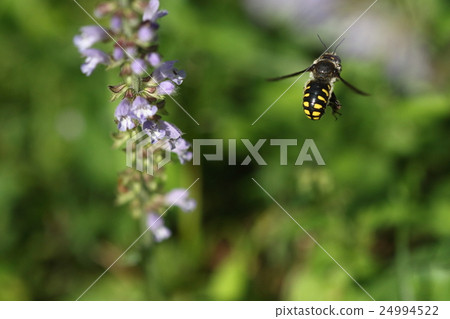 Flying about creatures insects bamboo grasshopper, aquino taxa. The handle of the back is beautiful forever 24994522