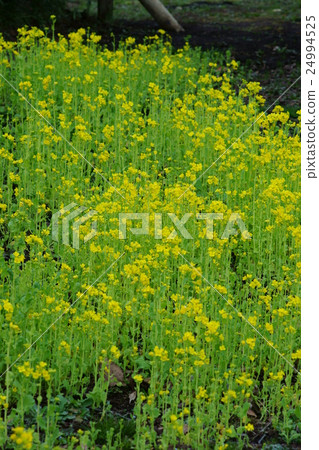 油菜油菜花語言“開朗” 24994525