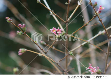 Yugi Kagura Ugisu Kagura The language of flowers is "hope for tomorrow" 24994589