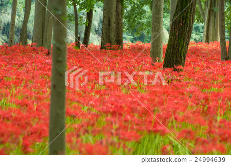 Cluster amaryllis 24994639