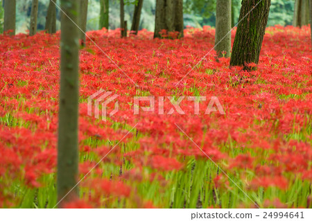 Cluster amaryllis Cluster amaryllis 24994641