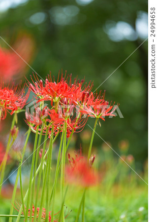 群集孤挺花 24994658