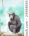 Chimpanzee 24994693