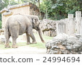 elephant  24994694