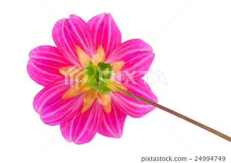 garden flower dahlia Merry guys 24994749