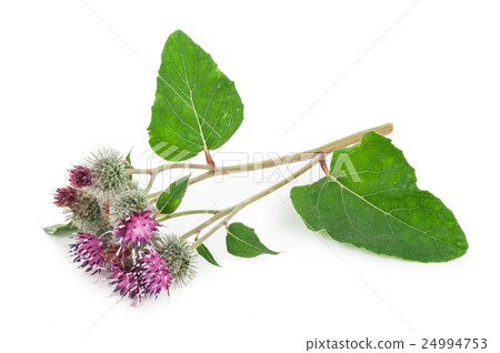 Burdock (Arctium lappa ) 24994753