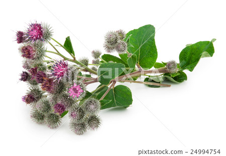 Burdock (Arctium lappa ) 24994754