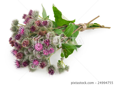 Burdock (Arctium lappa ) 24994755