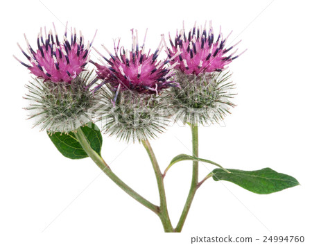 Burdock (Arctium lappa ) 24994760