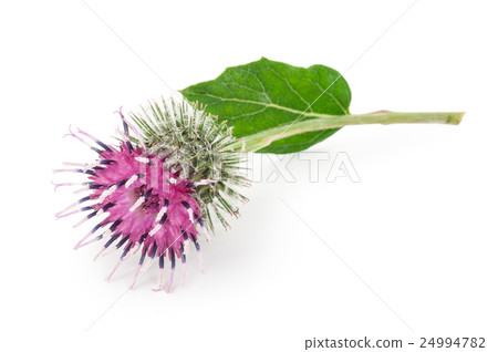 Burdock flower 24994782