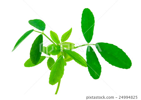 Medicinal plant Medicinal plant 24994825