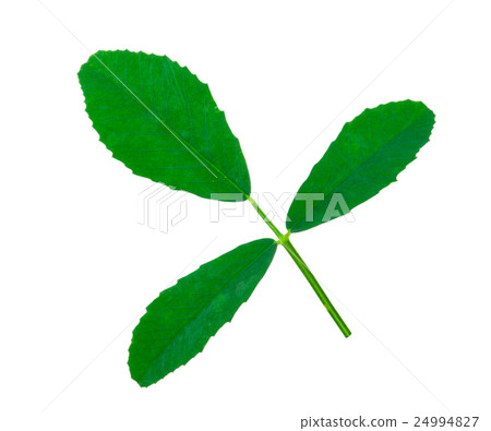 Medicinal plant Medicinal plant 24994827