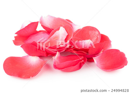 Red rose petals Red rose petals 24994828