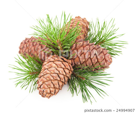 Cedar cones with branch 24994907