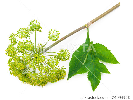 Angelica plant 24994908