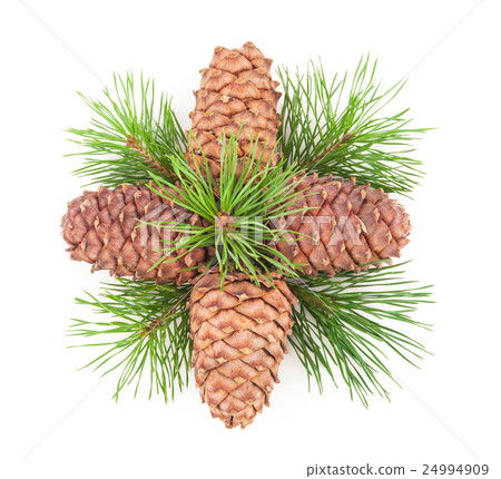 Cedar cones with branch 24994909