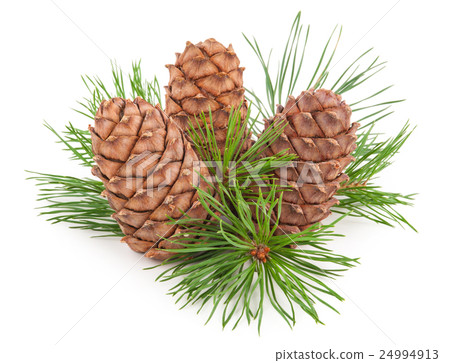 Cedar cones with branch Cedar cones with branch 24994913