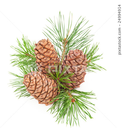 Cedar cones with branch Cedar cones with branch 24994914