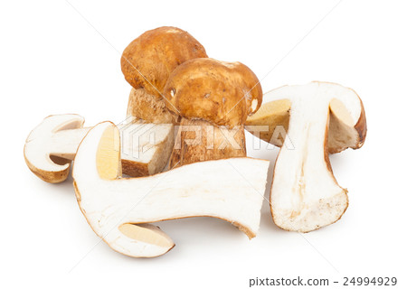 Boletus edulis on white background 24994929