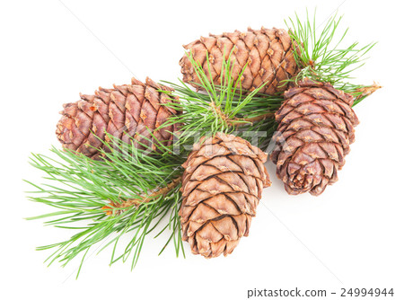 Cedar cones with branch 24994944