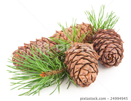 Cedar cones with branch 24994945