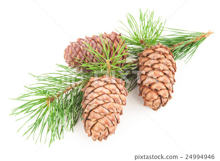Cedar cones with branch 24994946