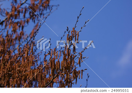 紅色花花花 24995031