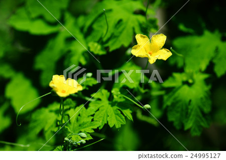 Vegetable Goya flowers 24995127
