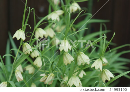 Yoragasa Yuri Shell Mother (Baito) The flower language is "effort" 24995190