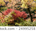 Autumn leaves 24995258