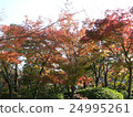Autumn leaves 24995261